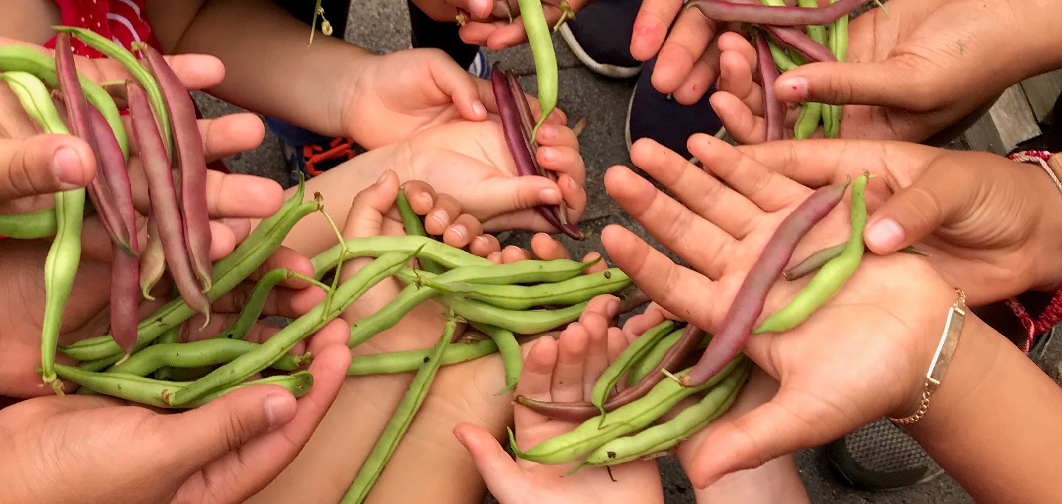 Hands Green beans crop2